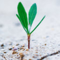 How long does it take to see growth in a roth ira?